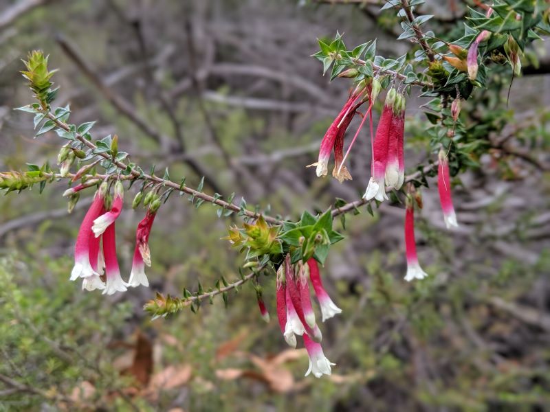 Fuchsia Heath (Epacris longifolia)